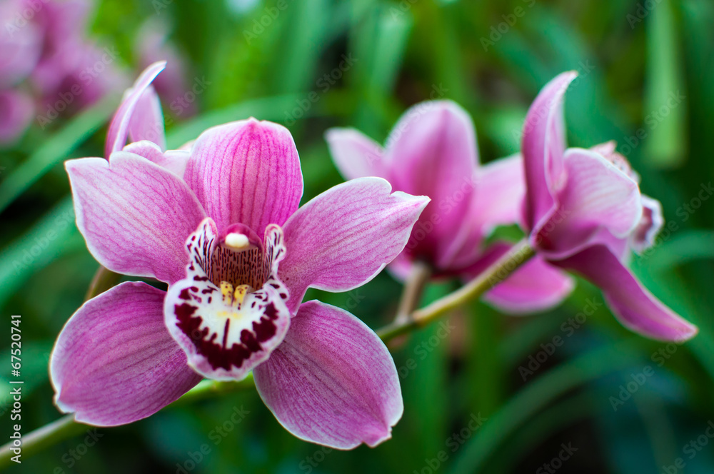 flowers flowers