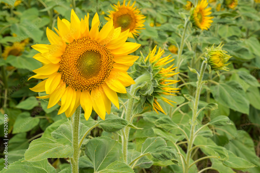 Sunflowers Sunflowers