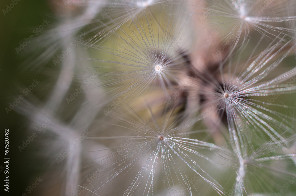 Naklejka premium flowers