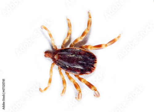 tick