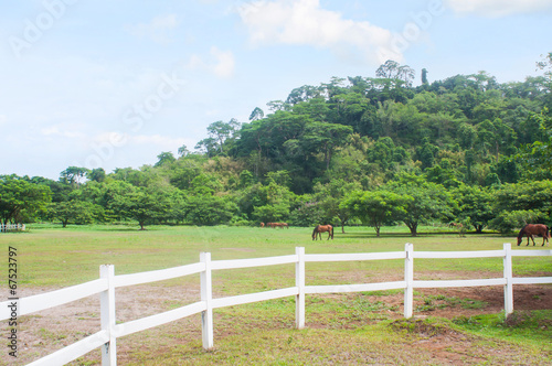 a big ranch of wild horses in El Kabayo, Olongapo, Philippines