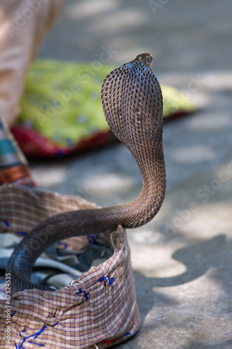 King cobra snake in northern India