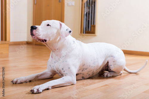 Dog sitting on parquet floor