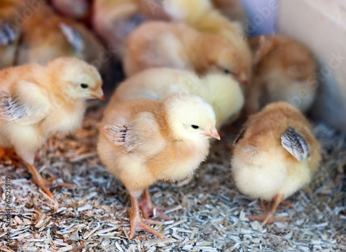little  chickens at farm © JackF
