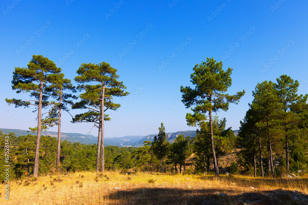 Obraz premium Landscape with pine trees