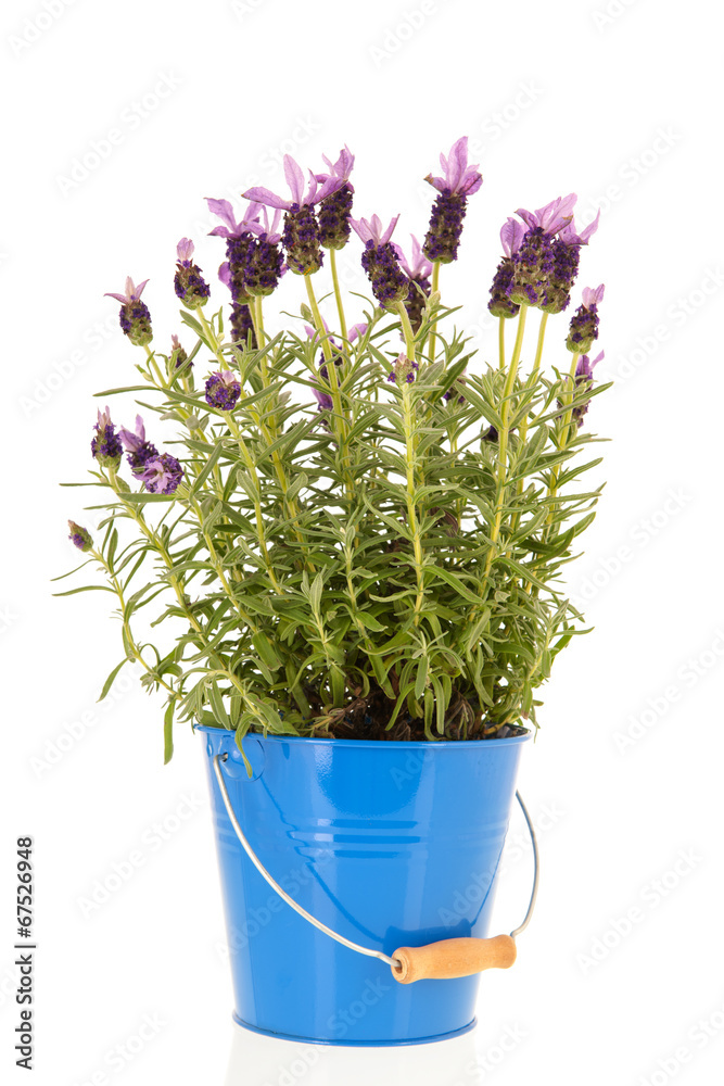 Lavandula Stoechas