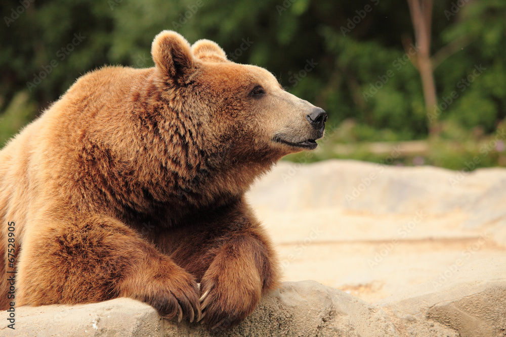 Obraz premium wild brown bear