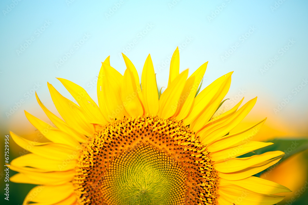Naklejka premium Beautiful sunflower in field