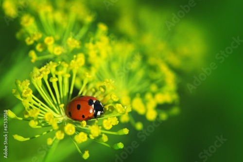 ladybug on green leaf dill