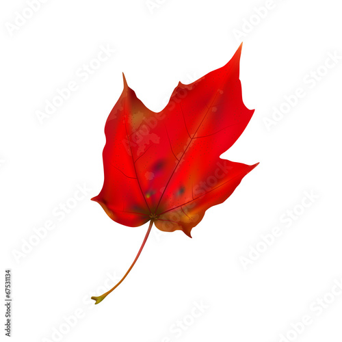 Autumn maple leaf on white, detailed and textured.