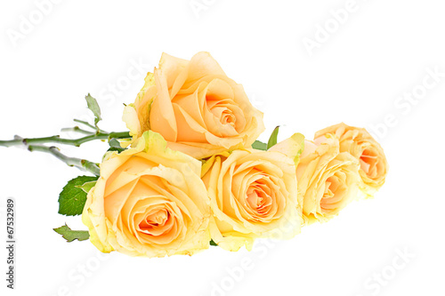 Rose Isolated on White Background