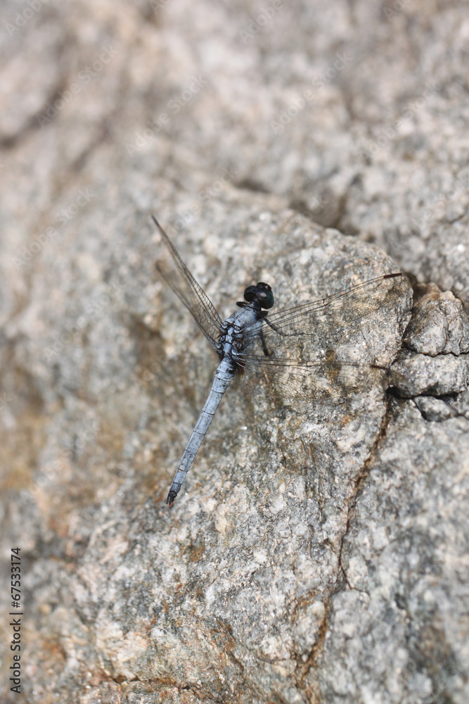 Spangled Skimmer Dragonfly on stone. Spangled Skimmer Dragonfly on stone.