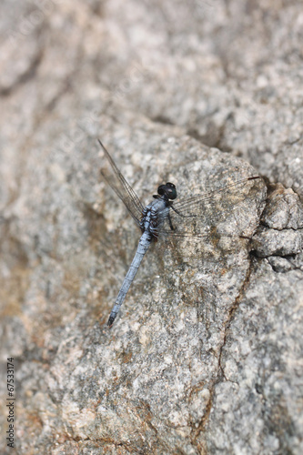 Spangled Skimmer Dragonfly on stone.