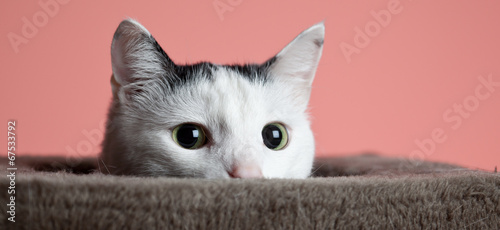 Weisse katze im hintergrund photo