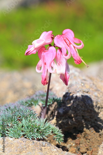 Japanese Komakusa (Dicentra peregrina) in Hokkaido, Japan  photo