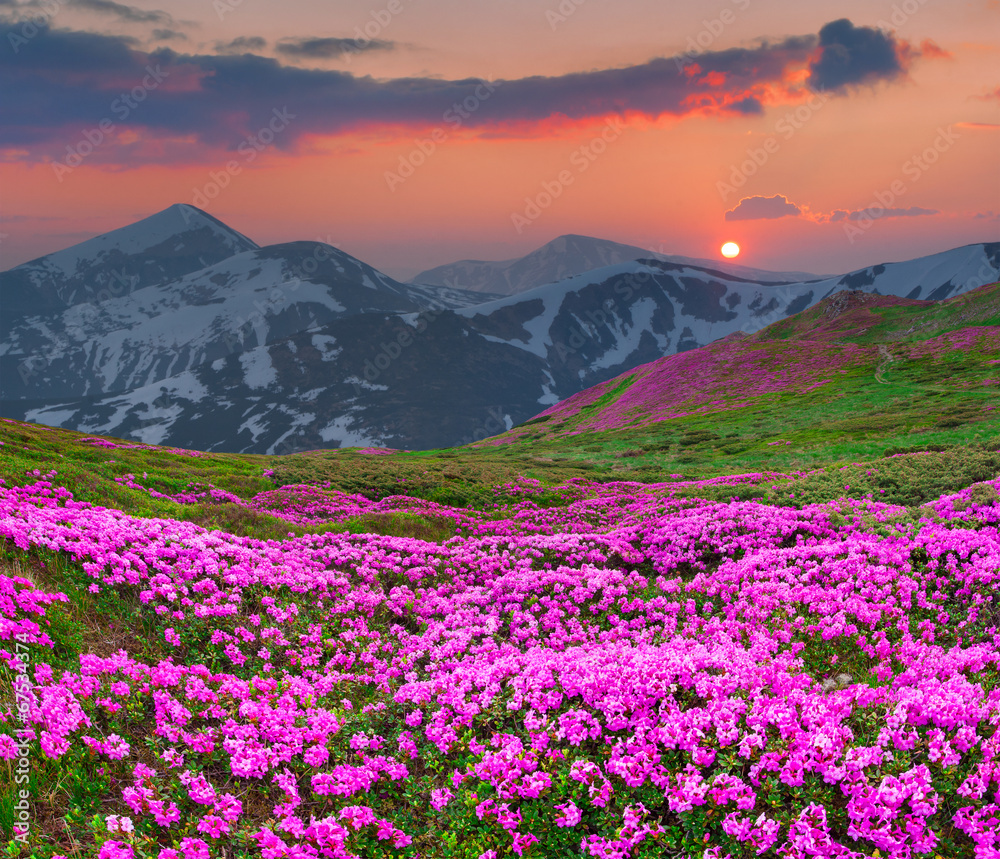 Magic pink rhododendron flowers in the mountains. Magic pink rhododendron flowers in the mountains.