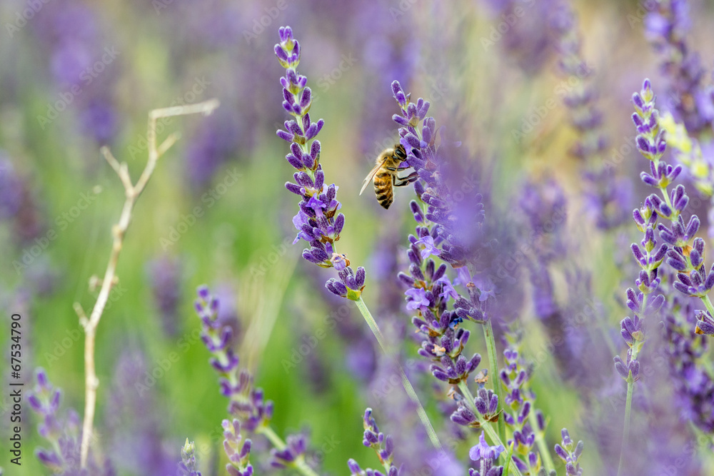 Obraz premium Abeille sur lavande