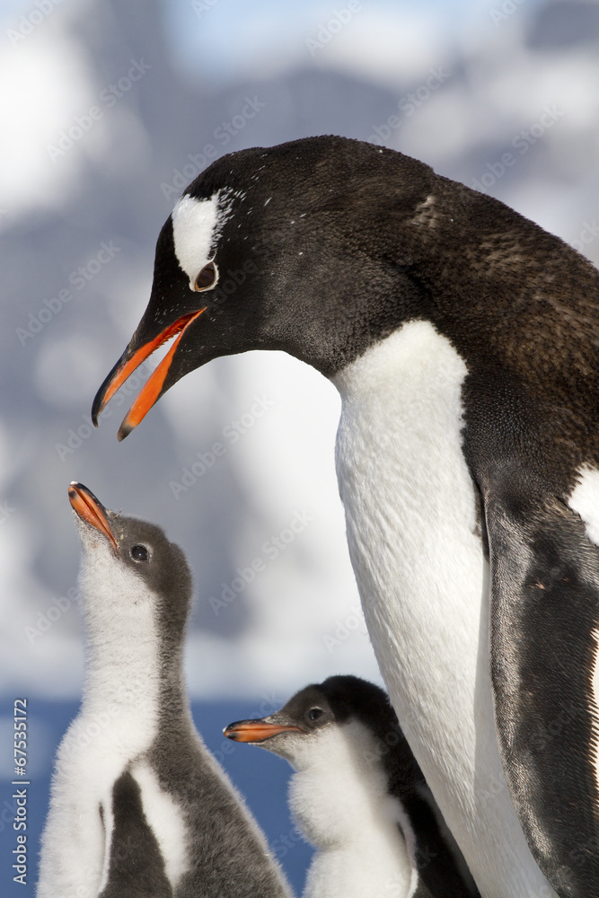 Naklejka premium Gentoo penguin female is going to feed the chicks