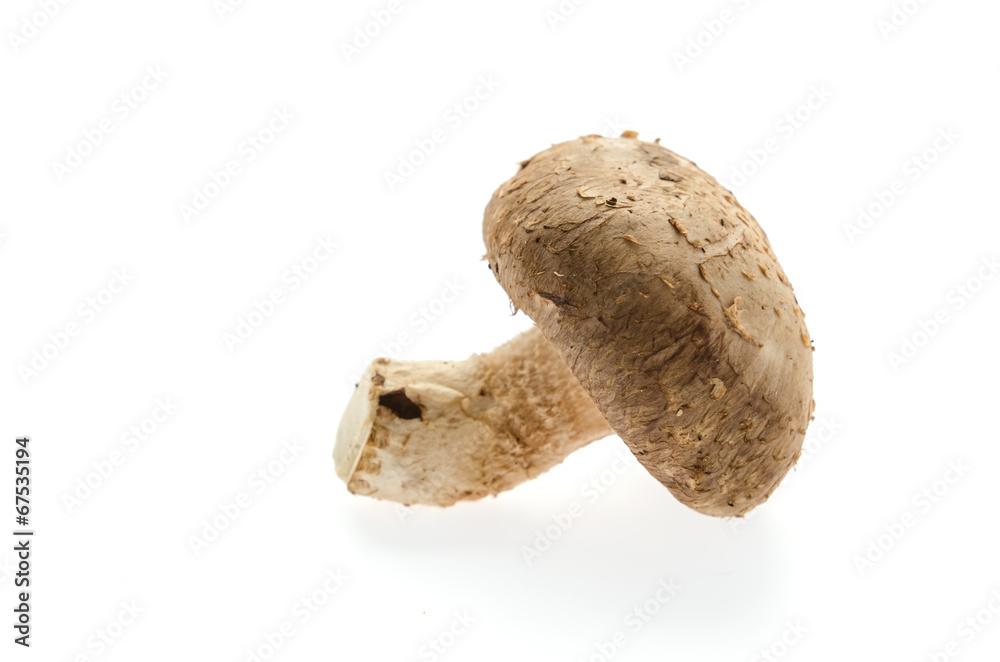 Mushroom Mushroom