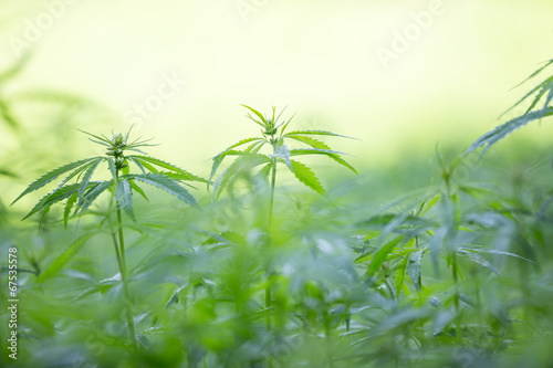 Young cannabis plants  marijuana