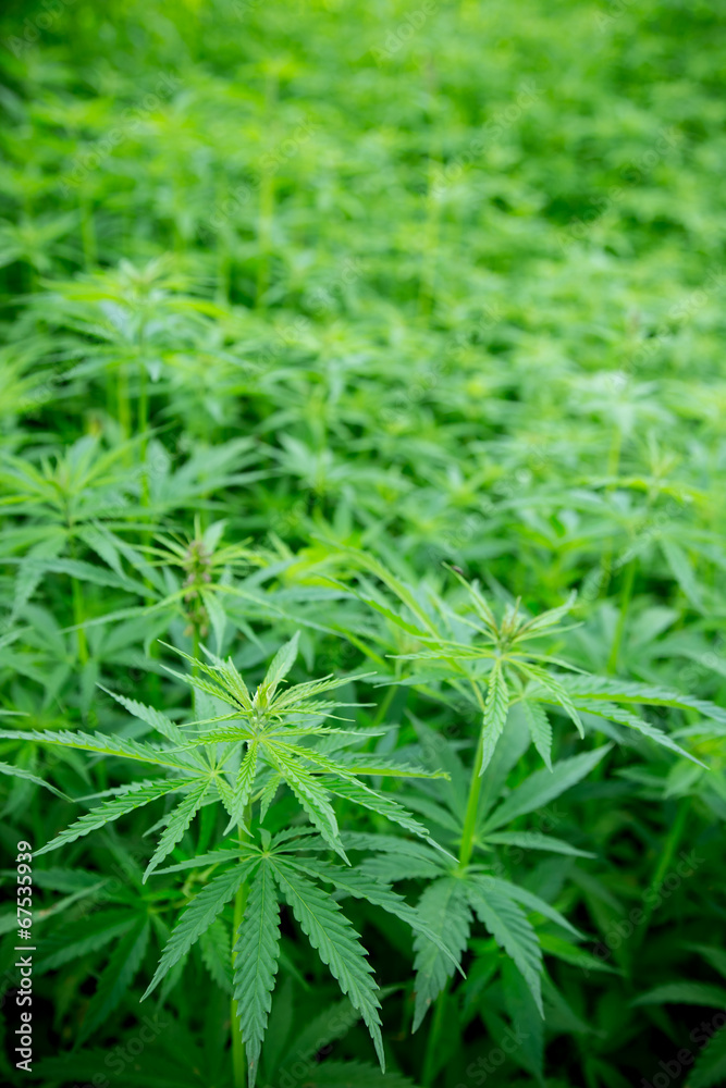 Young cannabis plants, marijuana Young cannabis plants, marijuana