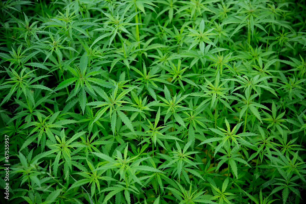 Young cannabis plants, marijuana Young cannabis plants, marijuana