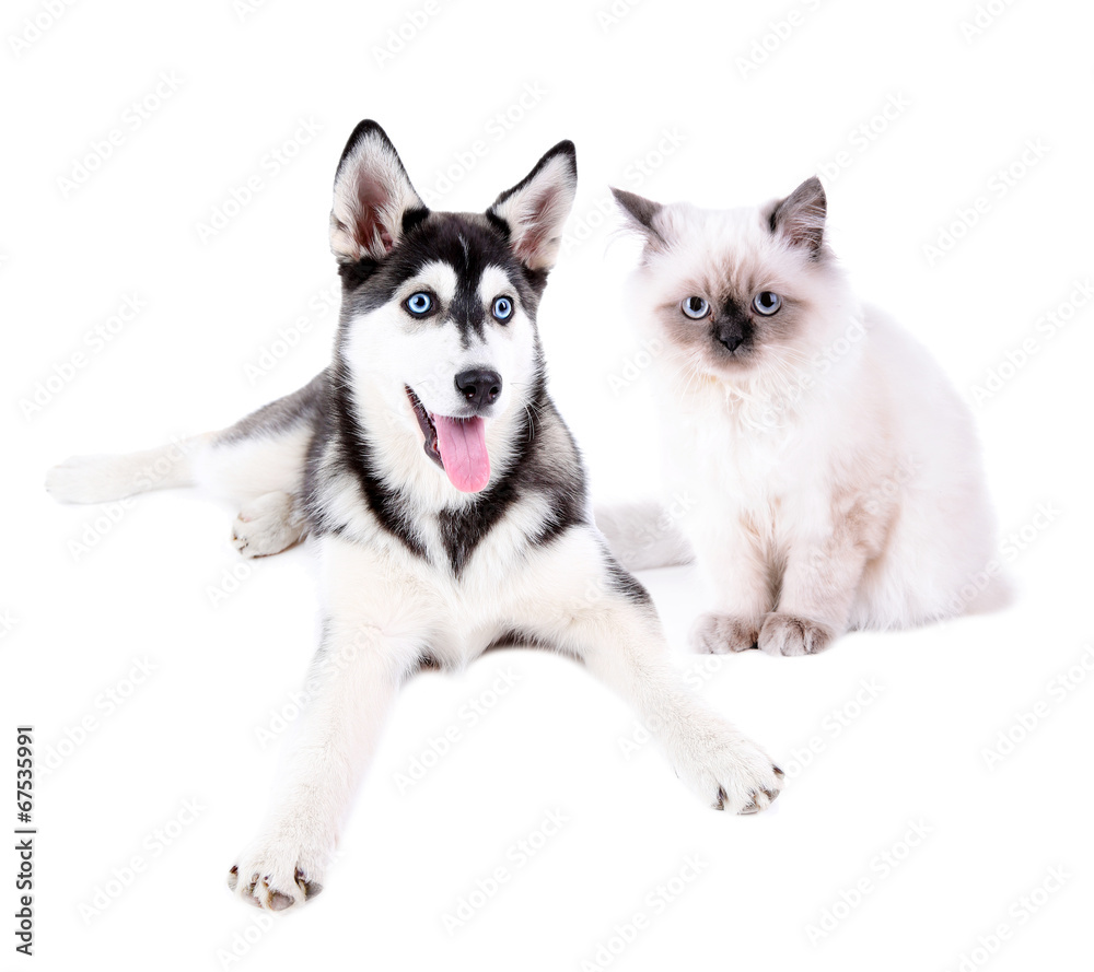 Cute husky puppy and cat, isolated on white