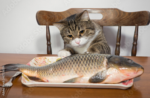 Cat and a big fish © Okssi