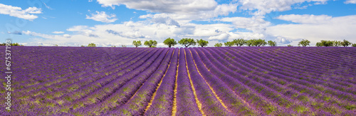 Panoramic view of Lavender field
