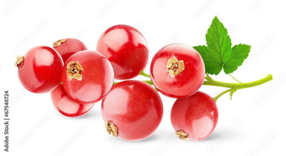 Isolated berries. Red currant fruits isolated on white background Isolated berries. Red currant fruits isolated on white background