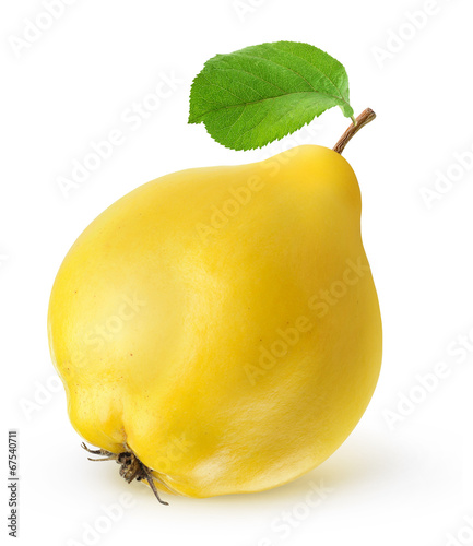 Isolated quince. One fresh quince fruit with leaf isolated on white background