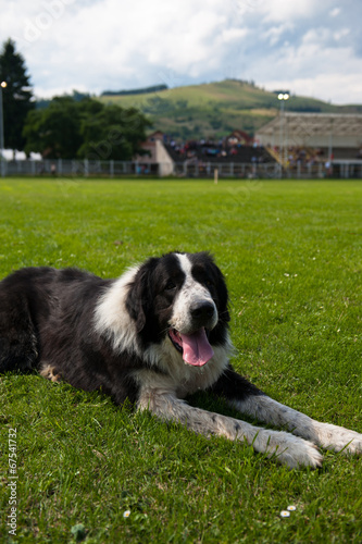 Shepherd dog