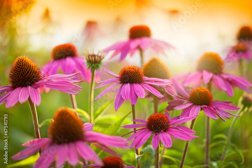 Plakat echinacea flowers
