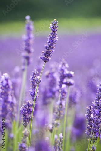 Fototapeta Naklejka Na Ścianę i Meble -  Lavander flowers