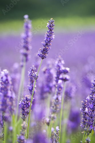 Lavander flowers