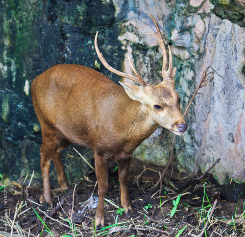 Fototapeta Naklejka Na Ścianę i Meble -  Deer