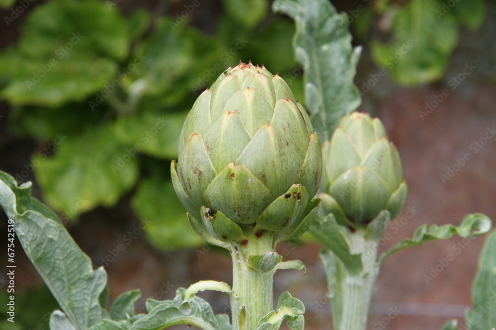 Fototapeta premium Artichoke