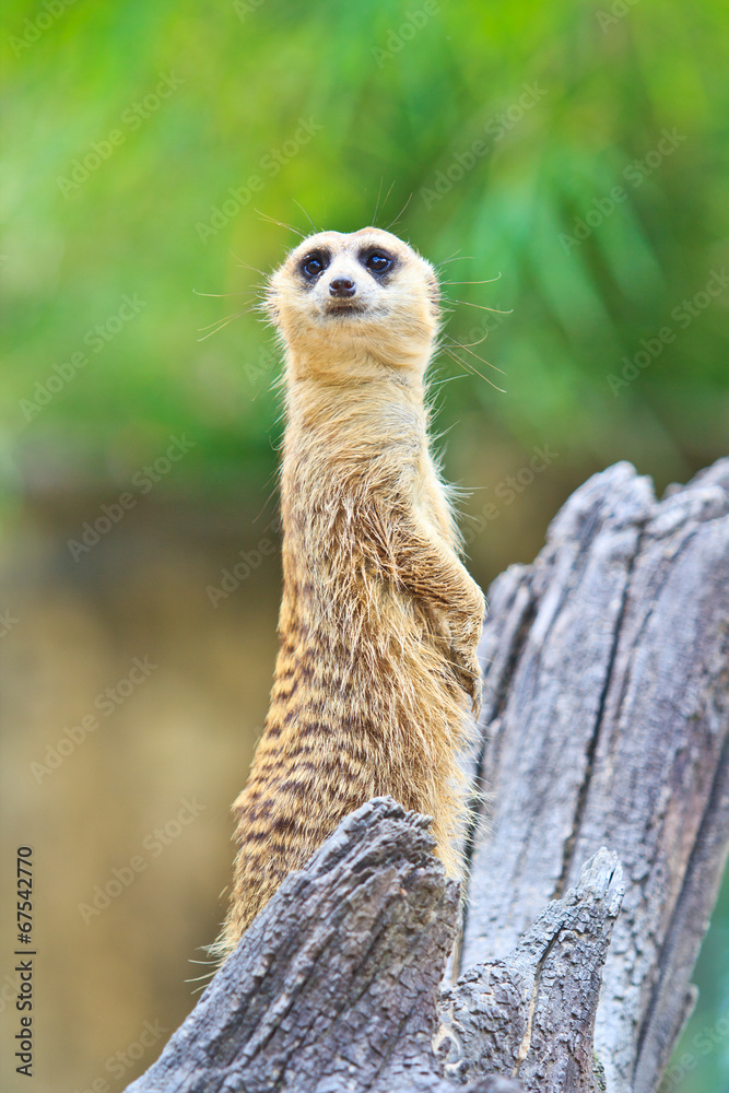 Fototapeta premium Meerkat