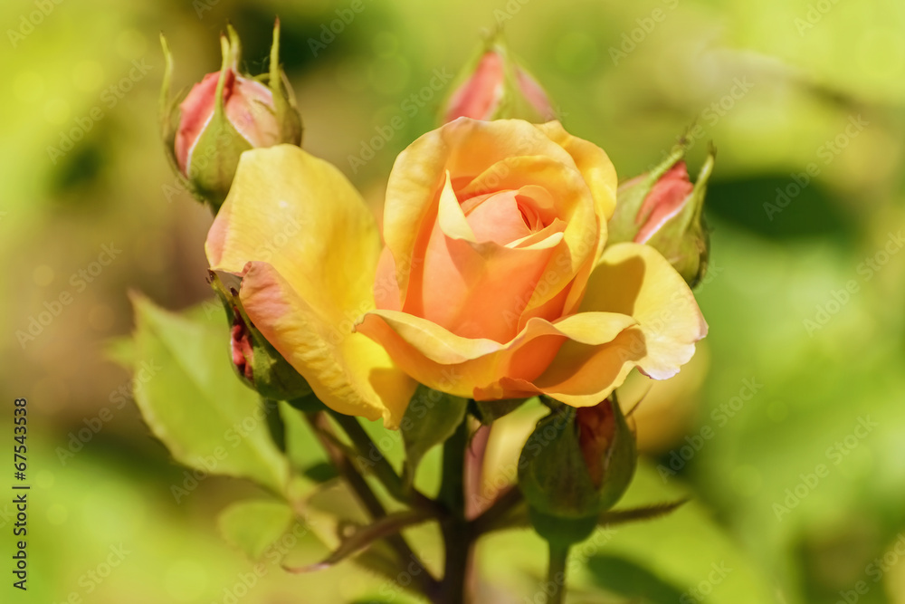 Rose Rose