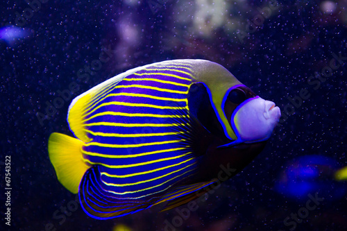 Quadro em tela angelfish