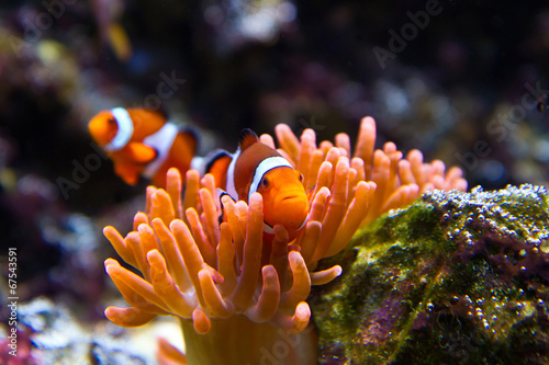 Canvas Print clownfish in marine aquarium