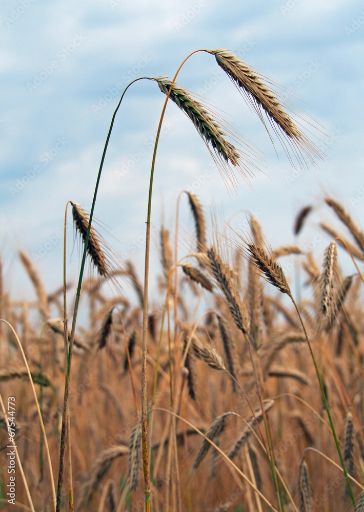 Fototapeta premium Ripening ears of wheat on the background blue sky