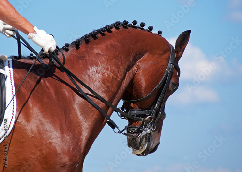 Portrait of dressage bay horse on sky background