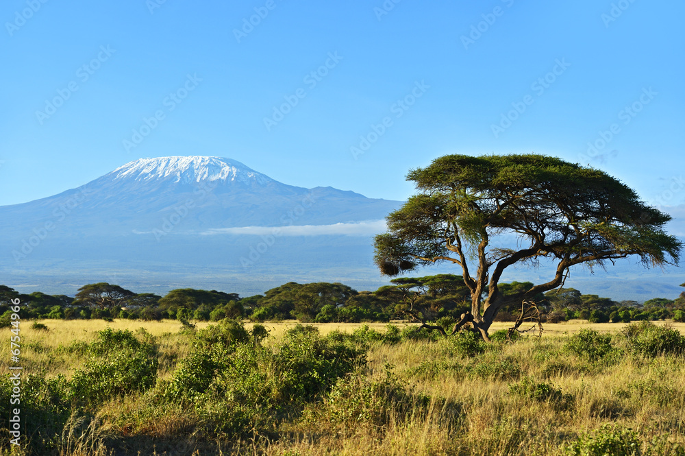 Panorama of the African savannah