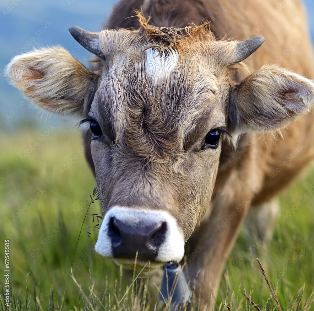 Carpathian cow