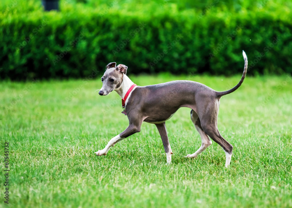 Italian Greyhound playing in countryside park