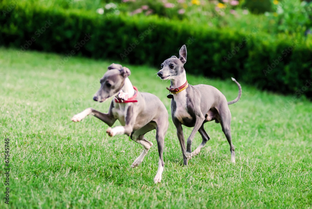 Italian Greyhound playing in countryside park