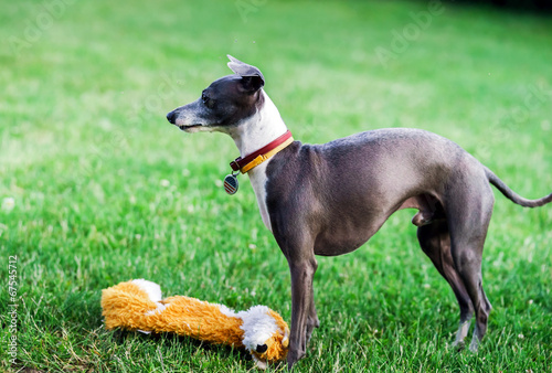 Italian Greyhound playing in countryside park © 31etc