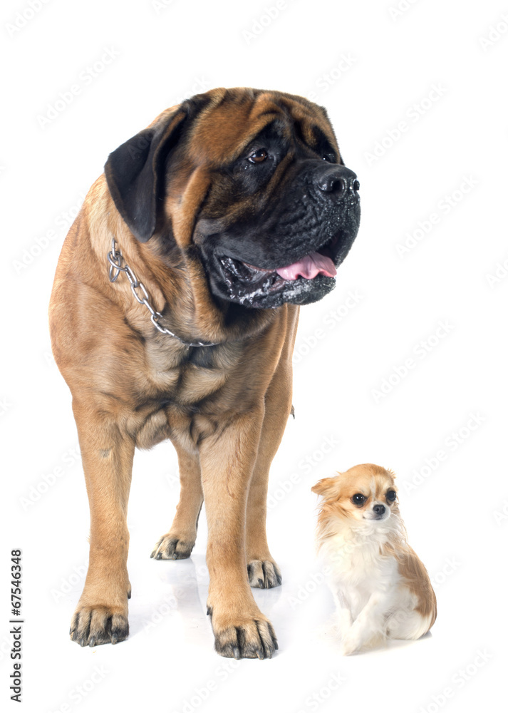 mastiff and chihuahua mastiff and chihuahua