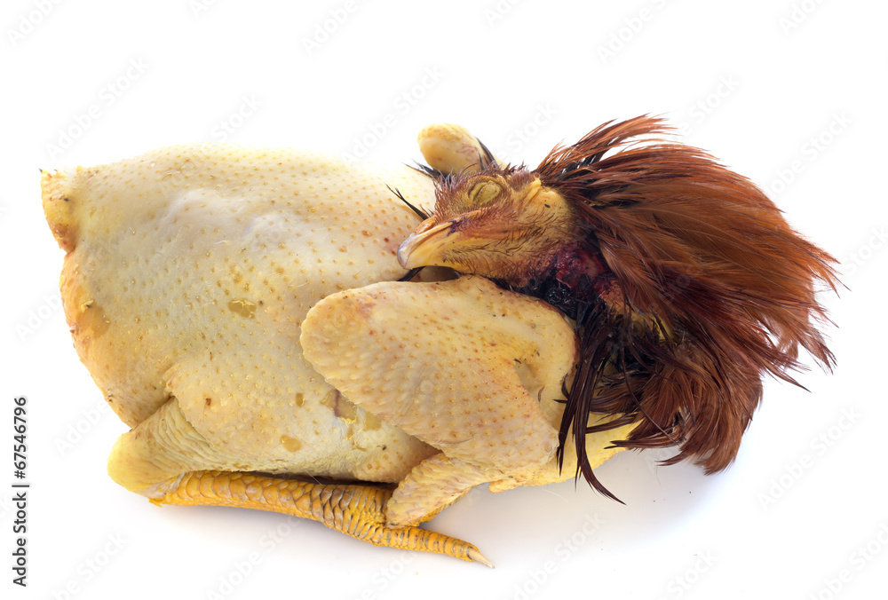 Foto capon